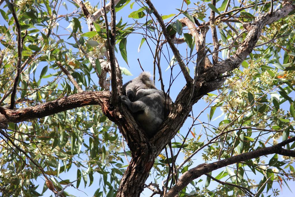 Koala Shores Holiday Park Lemon Tree Passage Eksteriør bilde